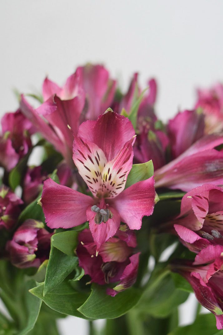 alstroemeria